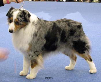 champion male EXC1, CACIB, Best Male, BOB, FINW-07 Thornapple Hot Wheels2