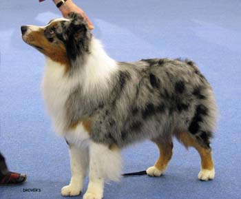 champion male EXC2 Drover's Attent'n Please