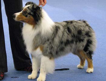 champion male EXC2 Drover's Attent'n Please1