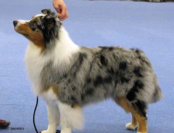 champion male EXC2 Drover's Attent'n Please2