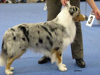 champion male EXC3 Gun Lake Blue Lagoon