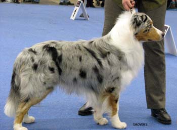 champion male EXC3 Gun Lake Blue Lagoon1