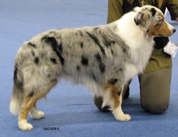 champion male EXC3 Gun Lake Blue Lagoon2