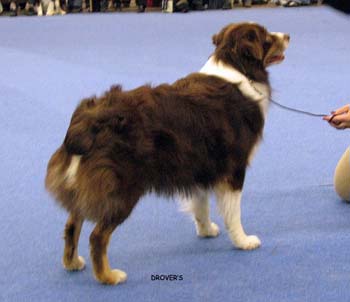 champion male EXC4 Ossequente Urho of Lugnet1