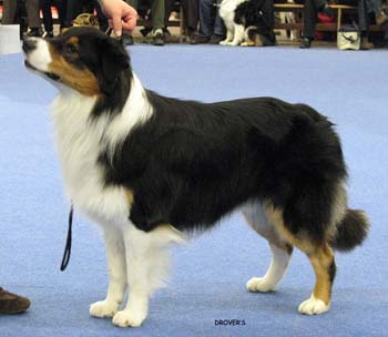 champion male VG Drover's Bath'n Brushed