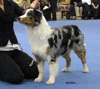 intermediate bitch EXC1, CAC, CACIB, BOS, FINW-07 Watermark Rose at Coppercreek2