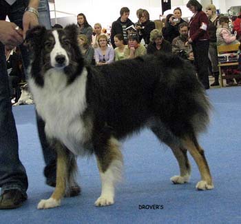 intermediate bitch VG2 Ossequente Zentti