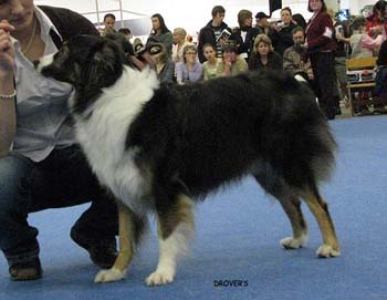 intermediate bitch VG2 Ossequente Zentti1