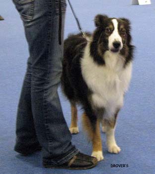 intermediate bitch VG2 Ossequente Zentti2