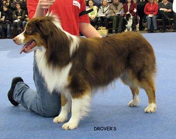 intermediate male EXC1, CAC, 2nd best male Watermark American Dream