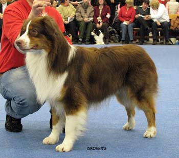intermediate male EXC1, CAC, 2nd best male Watermark American Dream1