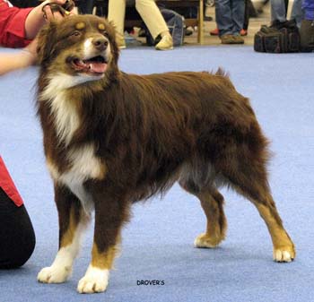 intermediate male VG2 Shepmate's Super Power