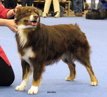 intermediate male VG2 Shepmate's Super Power1