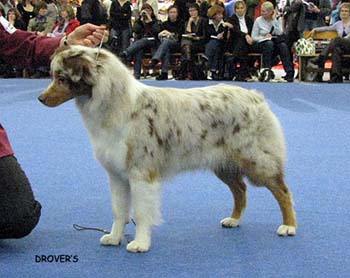 junior bitch EXC1, FINJW-07 Drover's Crown Jewel