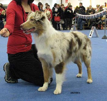 junior bitch EXC2 Hazelmoor Nonparel Notte