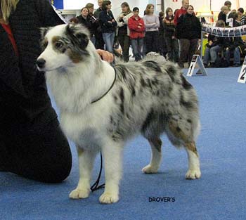 junior bitch EXC3 Tres Colores Usa True Choice