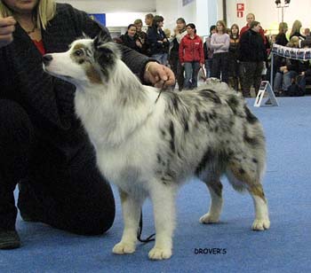 junior bitch EXC3 Tres Colores Usa True Choice2