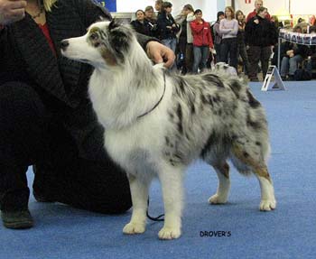 junior bitch EXC3 Tres Colores Usa True Choice3