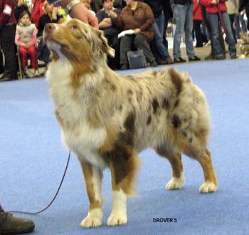 junior bitch EXC4 Keepsake Sangria1