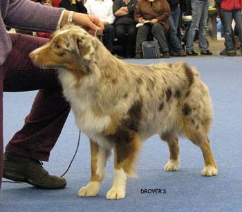 junior bitch EXC4 Keepsake Sangria2