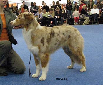 junior bitch VG Coppercreek's Twist And Shout