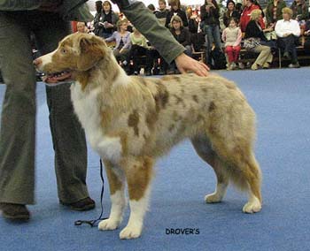 junior bitch VG Coppercreek's Twist And Shout1