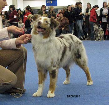 junior bitch VG Hazelmoor Neat Naomi1