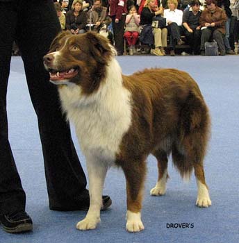 junior bitch VG Jess's Especially for You