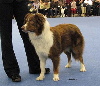 junior bitch VG Jess's Especially for You1