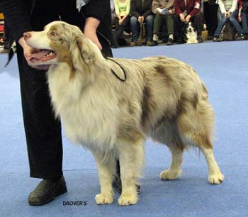 junior male EXC Easy Falling in Love1