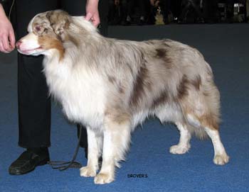 junior male EXC Easy Falling in Love2