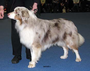 junior male EXC Easy Falling in Love3