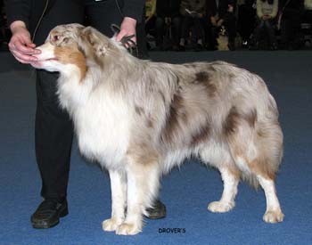 junior male EXC Easy Falling in Love4