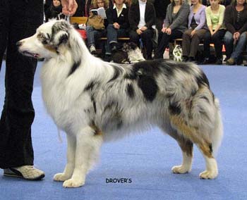 junior male EXC2 Coppercreek's Rocky Racoon