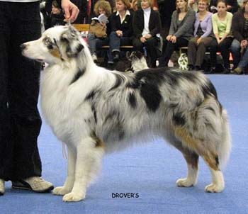 junior male EXC2 Coppercreek's Rocky Racoon1