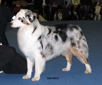 junior male EXC2 Coppercreek's Rocky Racoon2