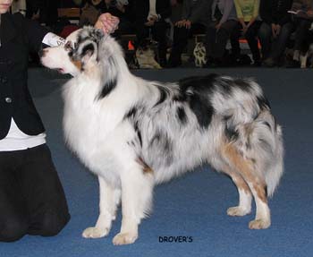 junior male EXC2 Coppercreek's Rocky Racoon3