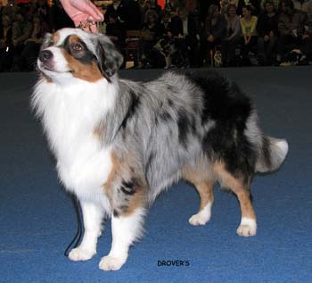 junior male EXC4 Drover's Counting Sheep1