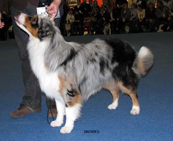 junior male EXC4 Drover's Counting Sheep2