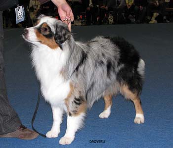 junior male EXC4 Drover's Counting Sheep3