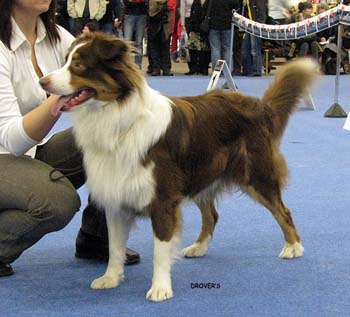 junior male VG Aamuruskon Aarteen Haltia