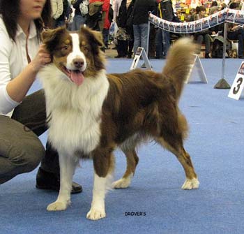 junior male VG Aamuruskon Aarteen Haltia1