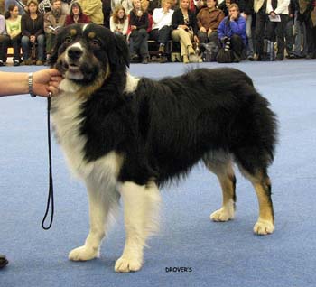 junior male VG Strandly Blockbuster