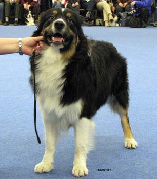 junior male VG Strandly Blockbuster1