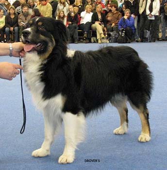 junior male VG Strandly Blockbuster2