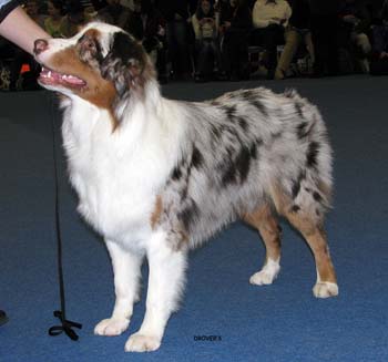 junior male VG Tres Colores Hiawatha Mohawk