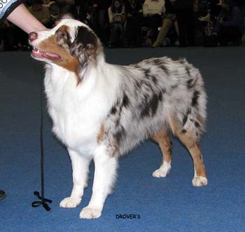 junior male VG Tres Colores Hiawatha Mohawk2