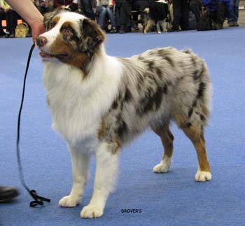 junior male VG Tres Colores Hiawatha Mohawk4