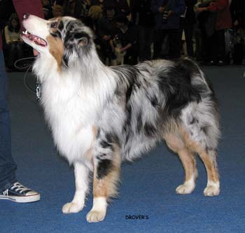 junior male VG Tres Colores Isla Del Ray1