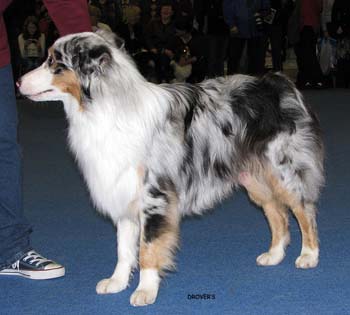 junior male VG Tres Colores Isla Del Ray2